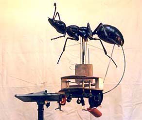 Ant 02