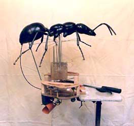 Ant 03