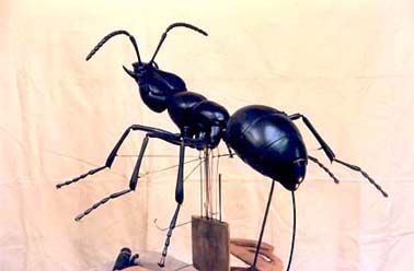 Ant 04