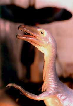 Compsognathus Close-up