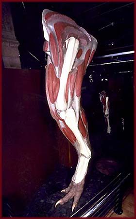 Albertosaurus Leg