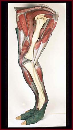 Iguanodon Leg