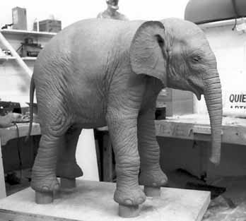 Baby Elephant