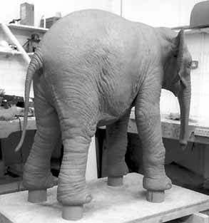 Baby Elephant