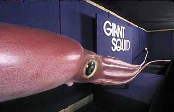Giant Squid