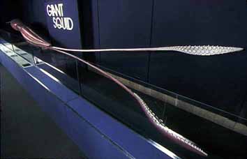 Giant Squid