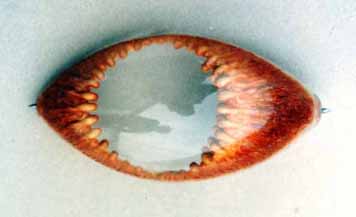 Jabba eyes 02