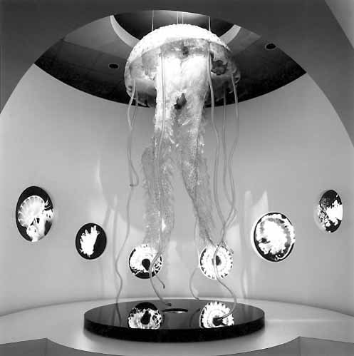Jellyfish B&W