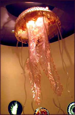 Jellyfish 01