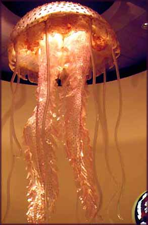 Jellyfish 02
