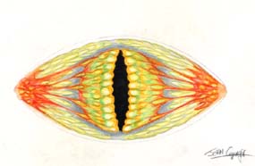 Alternative eye colour